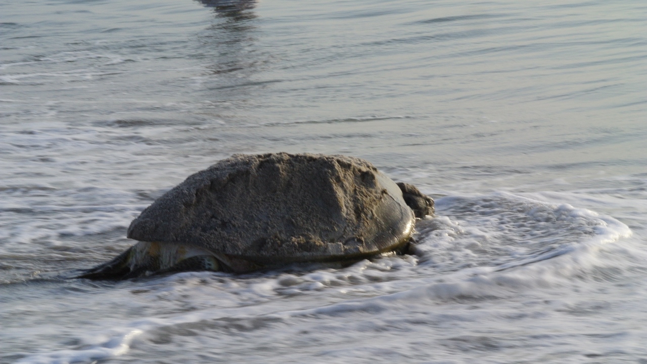 Loggerhead Sea Turtle